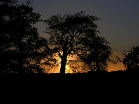 Autunm Silhouette - Free Stock Photo