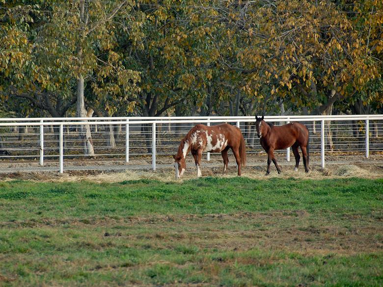Free stock image of Hey Clyde ... We're Being Watched! created by j. l. johnson