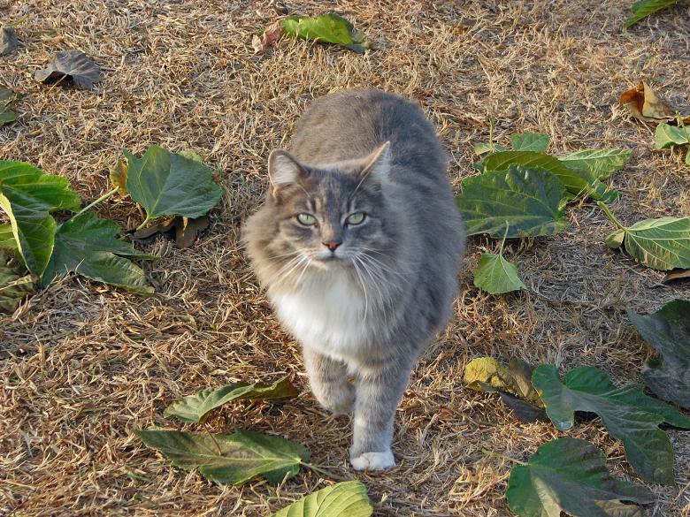 Free stock image of Anyone Seen Garfield? created by bonnie l. mahaffey