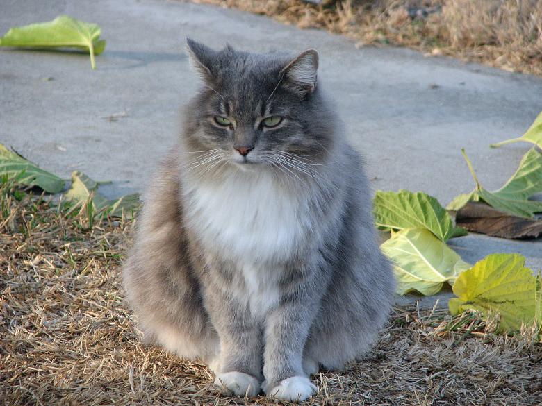 Free stock image of Garfield, where are you? created by bonnie l. mahaffey