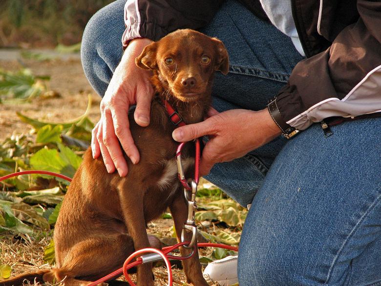 Free stock image of Little Brown Sammy in Tears created by bonnie l. mahaffey