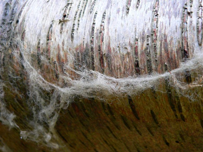 Free stock image of Log created by neil heslop