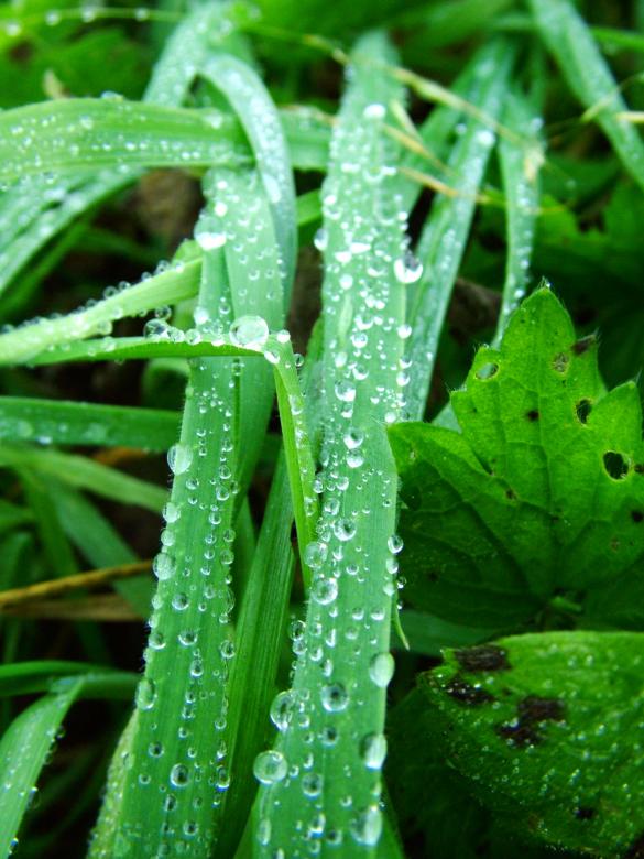 Free stock image of Water Droplets on Green Grass created by gavin hopps