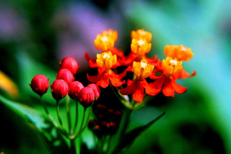 Free stock image of The Flowers created by requel legaspino