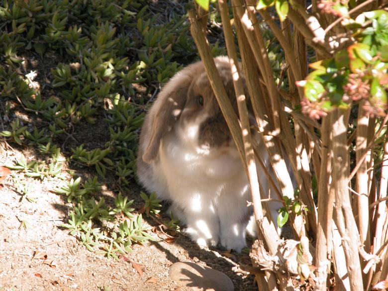 Free stock image of Hide and seek created by theresa labin