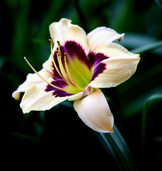 Free Stock Photo of White Purple Flower
