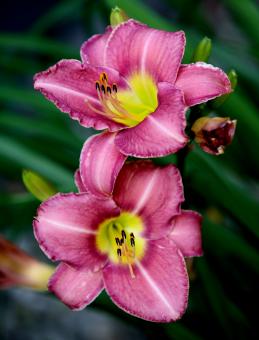 Pink Flowers - Free Stock Photo
