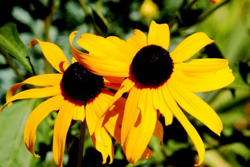 Yellow Flowers - Free Stock Photo