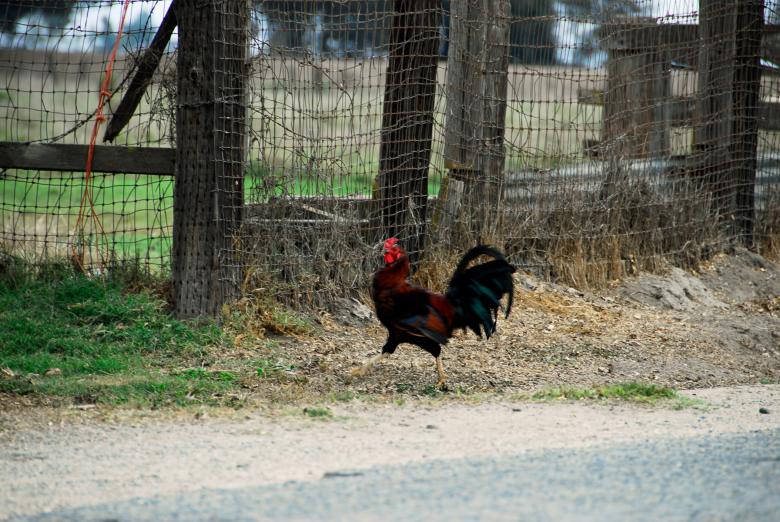 Free stock image of In Full Stride created by j. l. johnson