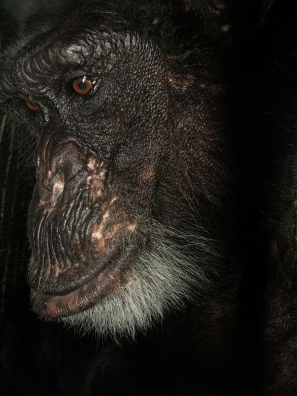 Free stock image of Cotton the Chimp created by mark janes