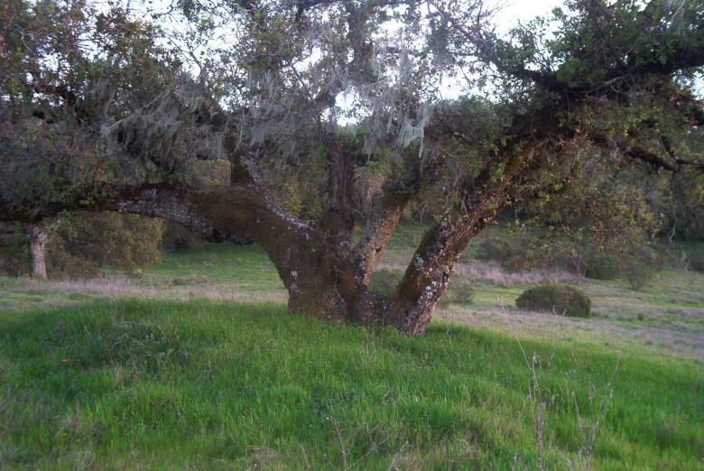 Free stock image of A Tree2 created by theresa labin