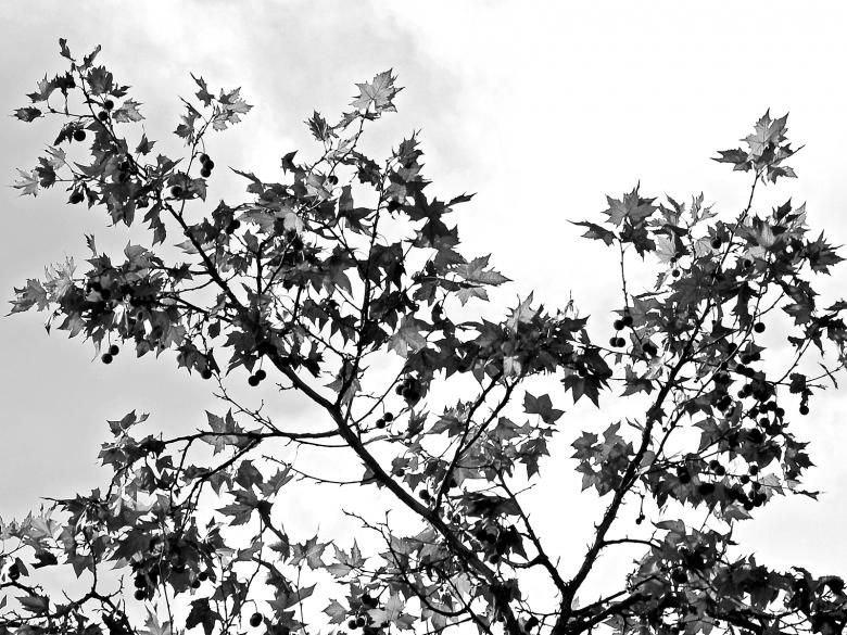 Free stock image of Fall is Here created by j. l. johnson