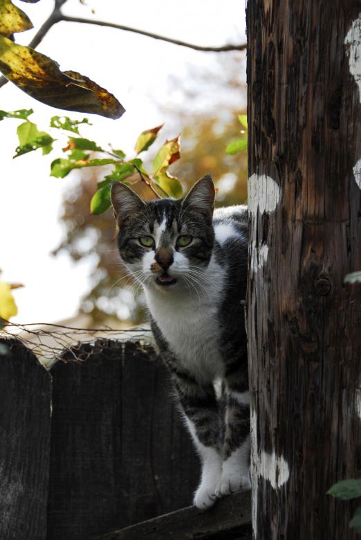 Free stock image of Hey ... Have You Seen my Buddy, Mousey? created by j. l. johnson