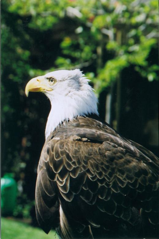 Free stock image of Eagle created by theresa labin