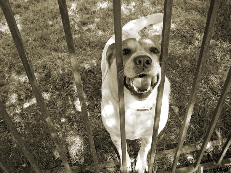Free stock image of Pet Me ... I Won't Bite ... Honest! created by j. l. johnson