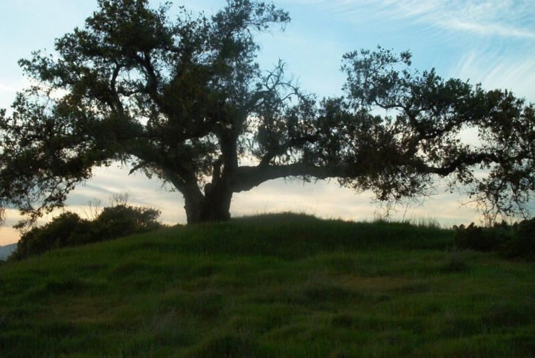 Free stock image of A Tree created by theresa labin