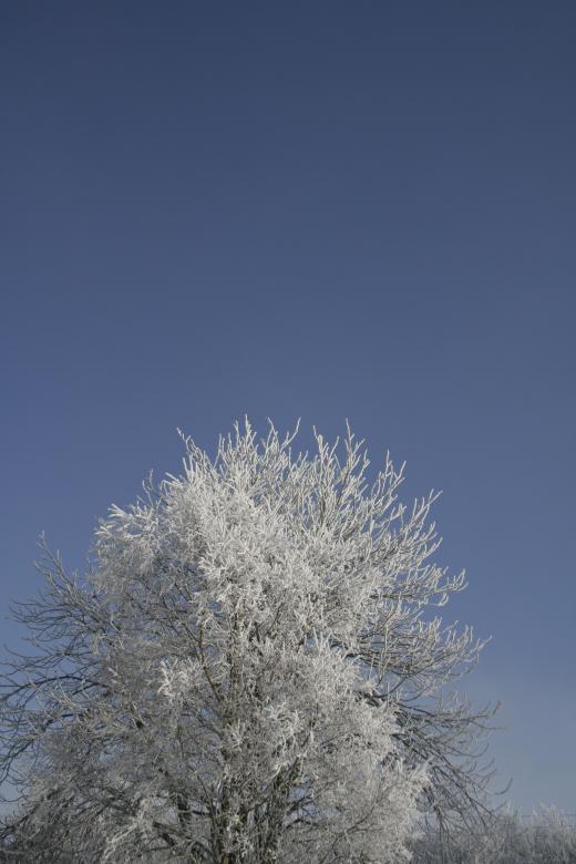 Free stock image of Tree on Sky created by christian taylor hauschild