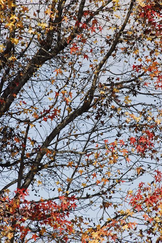 Free stock image of Winter's Tree (Sectional View) created by j. l. johnson