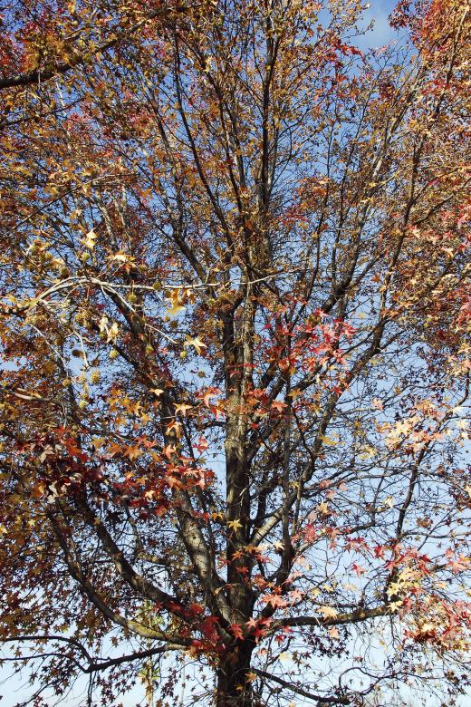 Free stock image of Winter's Tree (Color Version) created by j. l. johnson