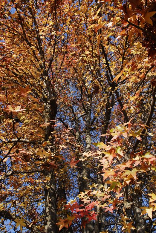 Free stock image of Inside Winter's Tree created by j. l. johnson