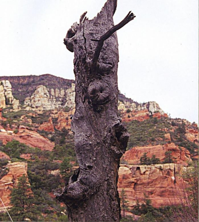 Free stock image of Old tree trunk created by theresa labin