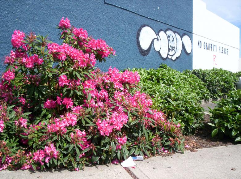Free stock image of Rhododendron verses grafitti created by Peter Alexander Robb