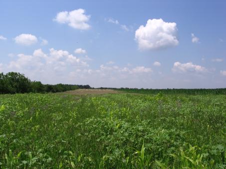 In the field - Free Stock Photo