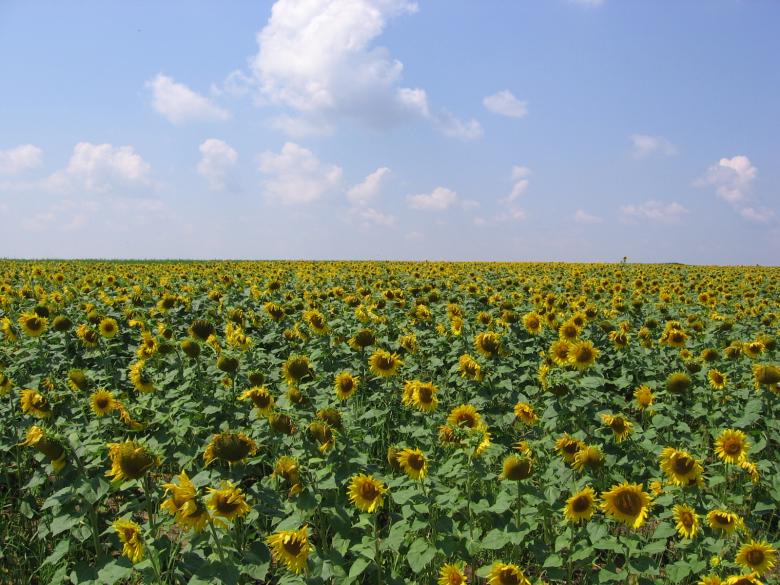 Free stock image of Sunflowers created by salih yumer