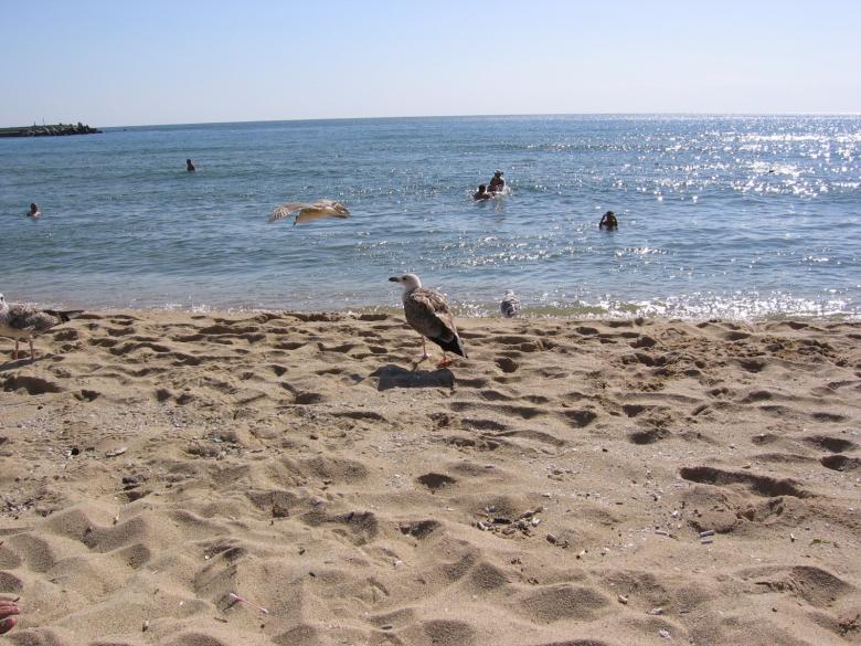 Free stock image of At the seaside created by salih yumer