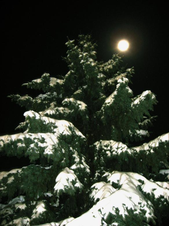Free stock image of Tree in the night created by dragomir bogomilov