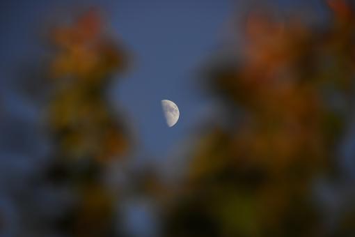 Free Stock Photo of 5 PM Moon through the Leaves of a Tree