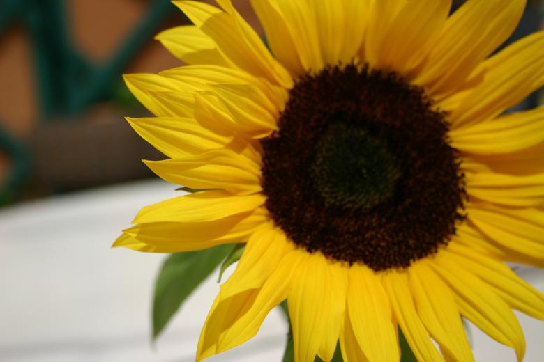 Free stock image of Sunflower created by juna gih