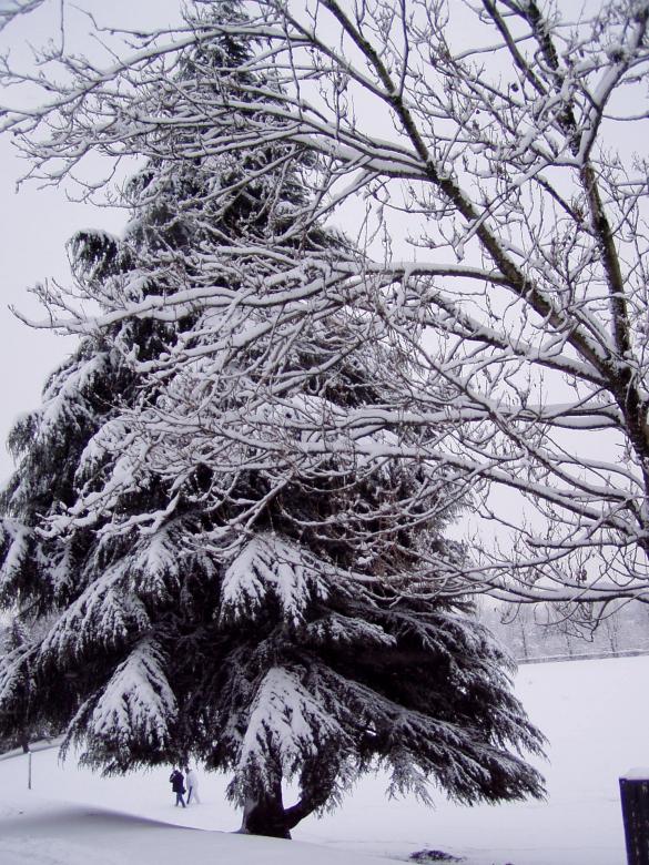 Free stock image of Snow tree created by candice
