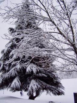 Snow tree - Free Stock Photo