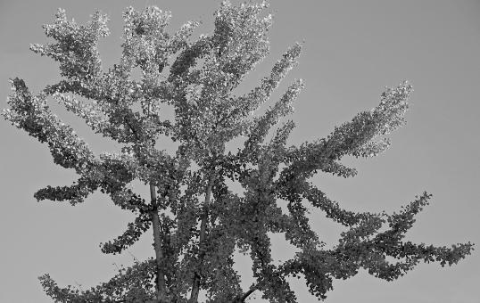 Free Stock Photo of Tree at Twilight