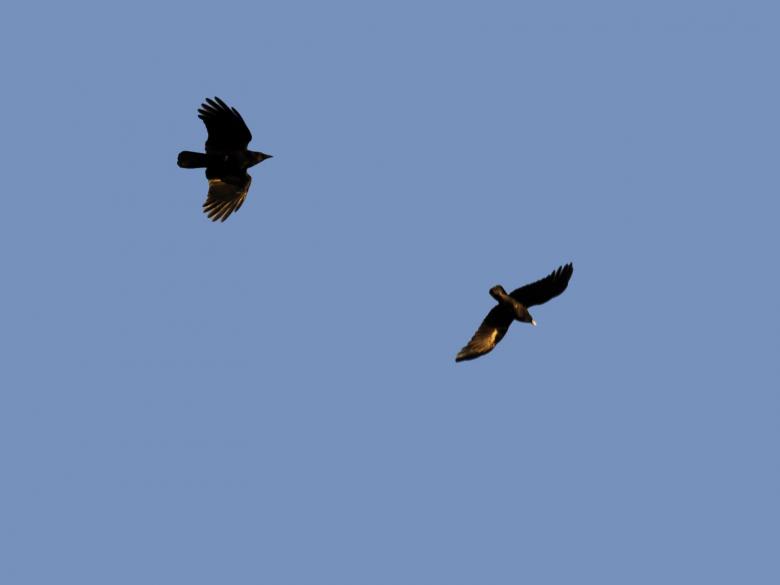 Free stock image of Duo in Flight created by j. l. johnson