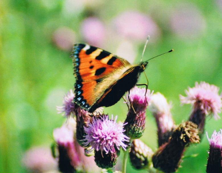 Free stock image of Butterfly created by gavin hopps