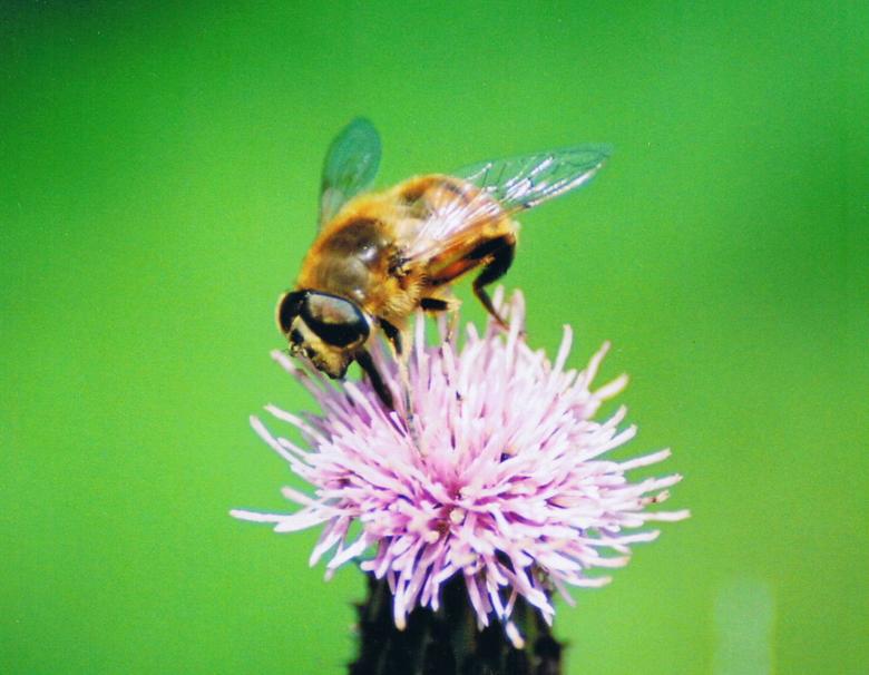 Free stock image of Bee created by gavin hopps