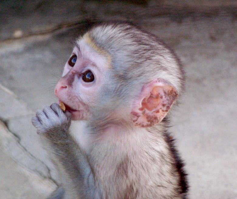 Free stock image of Green Monkey created by ana sofia