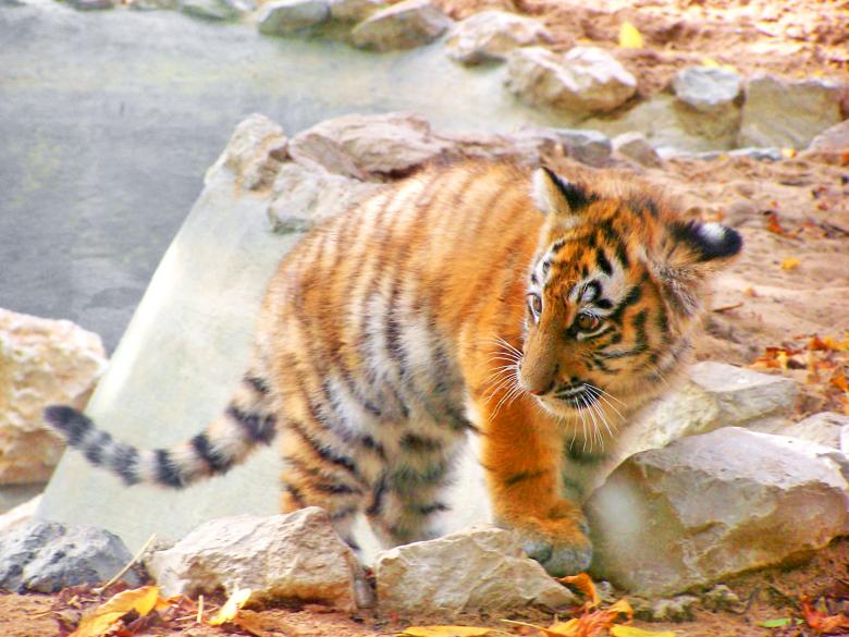 Free stock image of Baby Siberian Tiger created by ana sofia