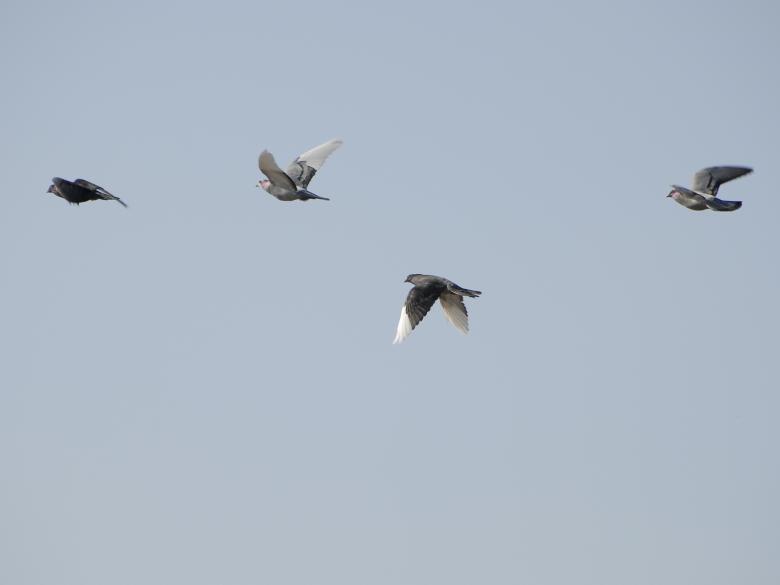 Free stock image of Four Pidegons in Flight created by j. l. johnson