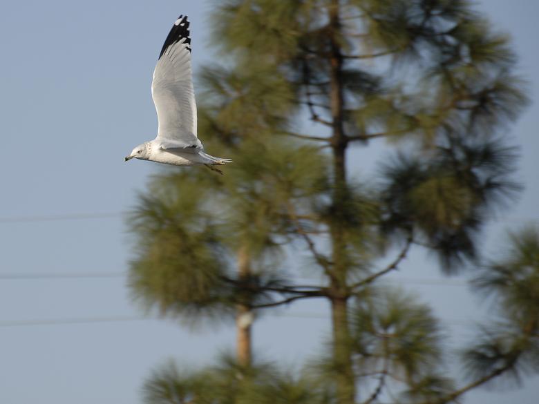 Free stock image of Circling Seagull created by j. l. johnson