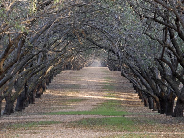 Free stock image of Sundown in the Rolling Grove created by j. l. johnson