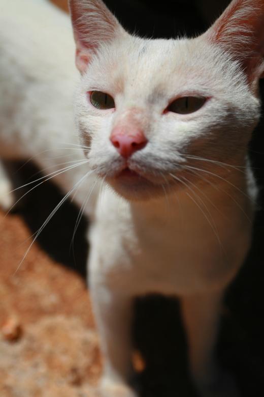 Free stock image of White Cat created by fabio grande
