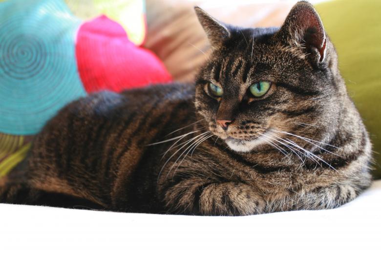 Free stock image of Pillows Cat created by fabio grande
