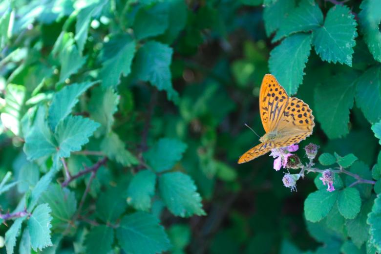 Free stock image of Butterfly created by fabio grande