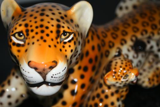Leopard - Free Stock Photo