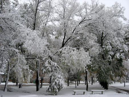 Winter at the park - Free Stock Photo