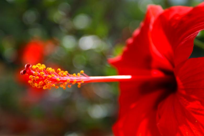 Free stock image of Red Ibiscus created by fabio grande