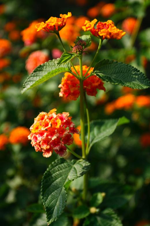 Free stock image of Orange Flower created by fabio grande